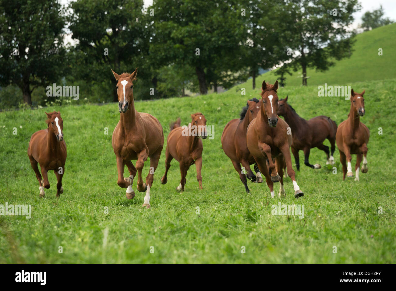 Einsiedler Einsiedeln Abbey horse animal rare Stock Photo Alamy