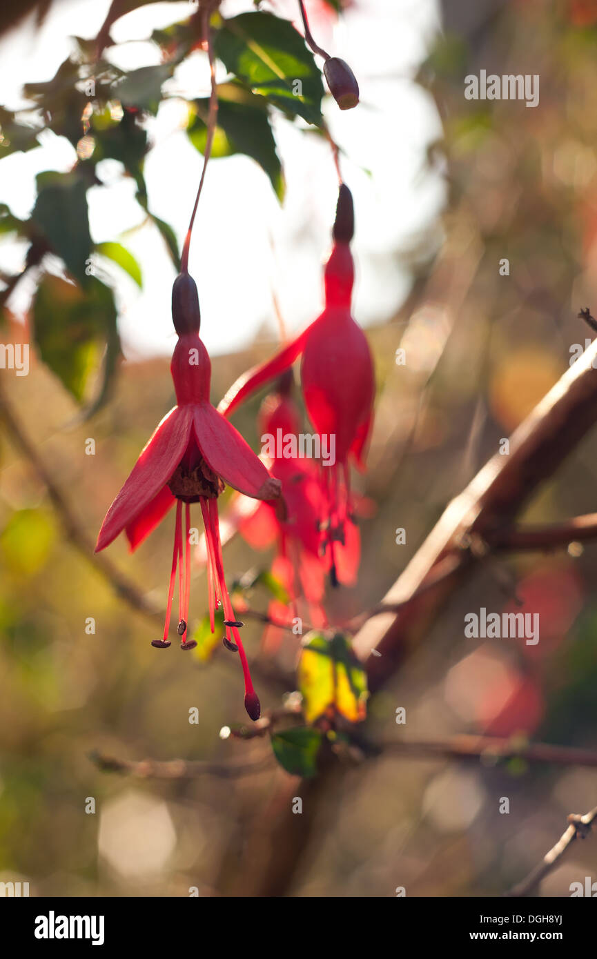 red pink fuschia plant flowers with an extremely shallow depth of field Stock Photo