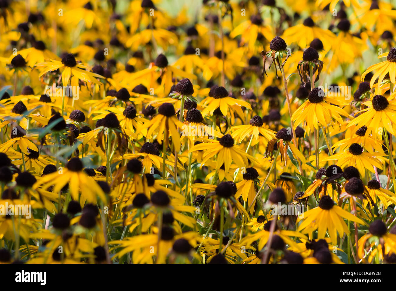 Rudbeckia seed head hires stock photography and images Alamy