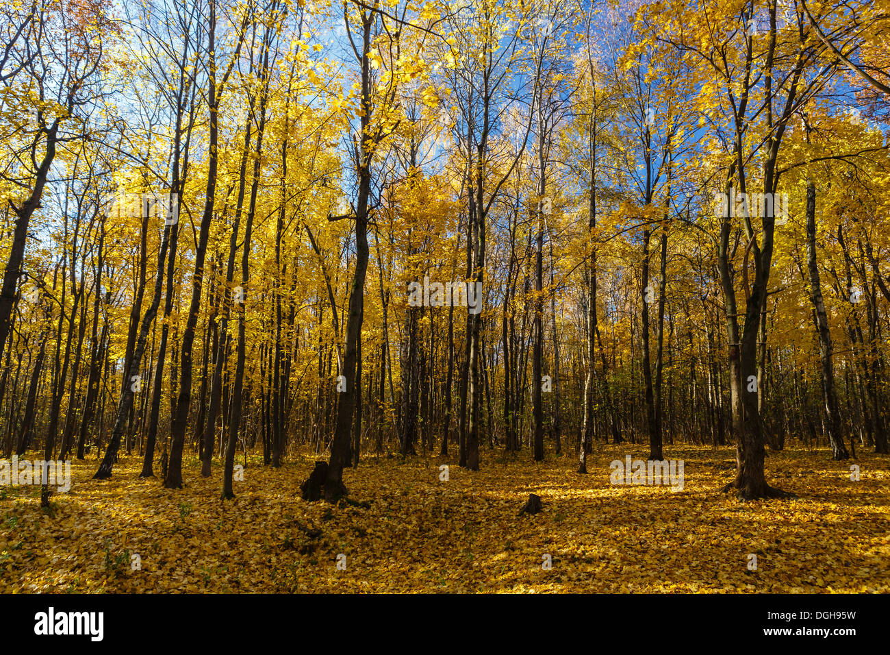 Golden wood in fall season Stock Photo