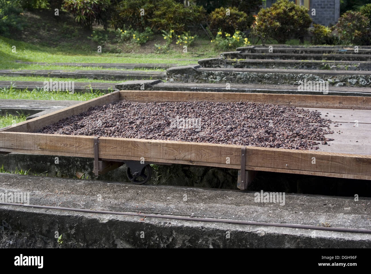 Cocoa (Theobroma cacao) crop fermented beans drying naturally on plantation Belmont Estate Grenada Grenadines Windward Islands Stock Photo