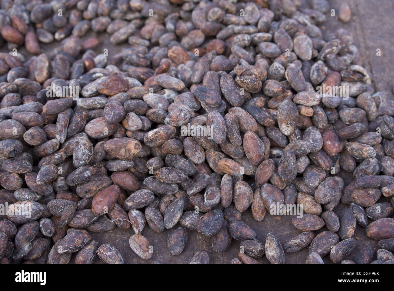 Cocoa (Theobroma cacao) crop close-up of fermented beans drying naturally on plantation Belmont Estate Grenada Grenadines Stock Photo