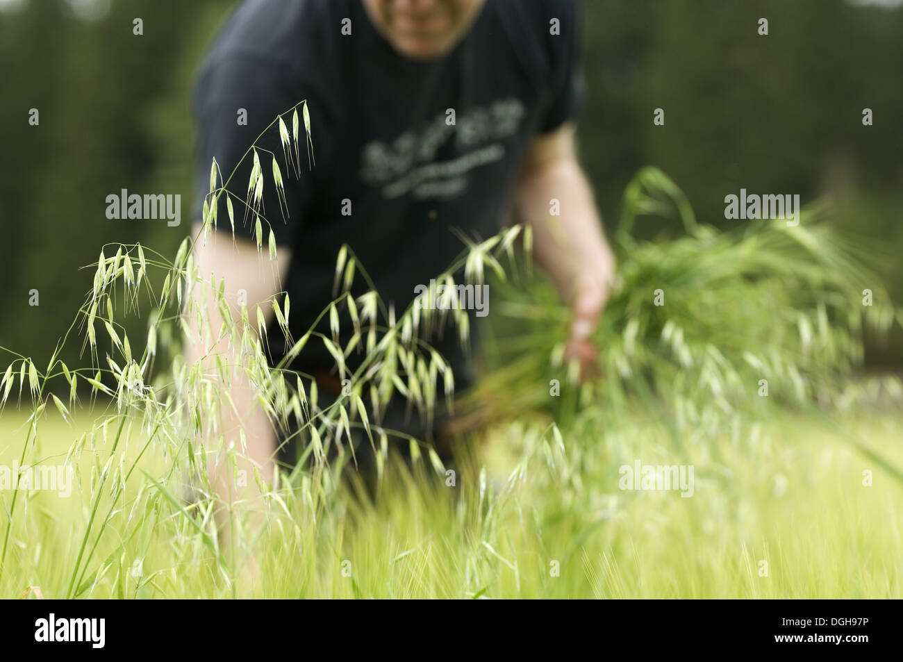 Farmer pulling Wild Oats (Avena sp.) weeds from unripe Barley (Hordeum vulgare) crop, Sweden Stock Photo