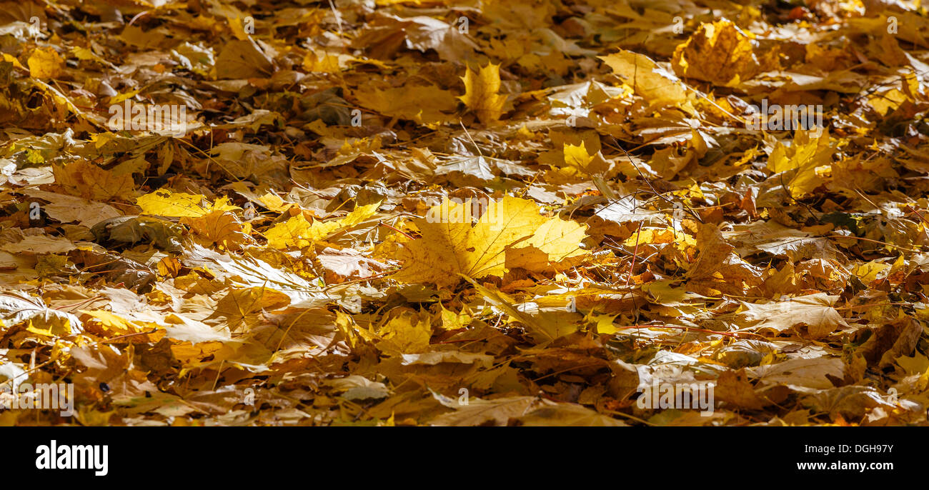 Yellow fallen maple leaves covering the forest soil Stock Photo - Alamy
