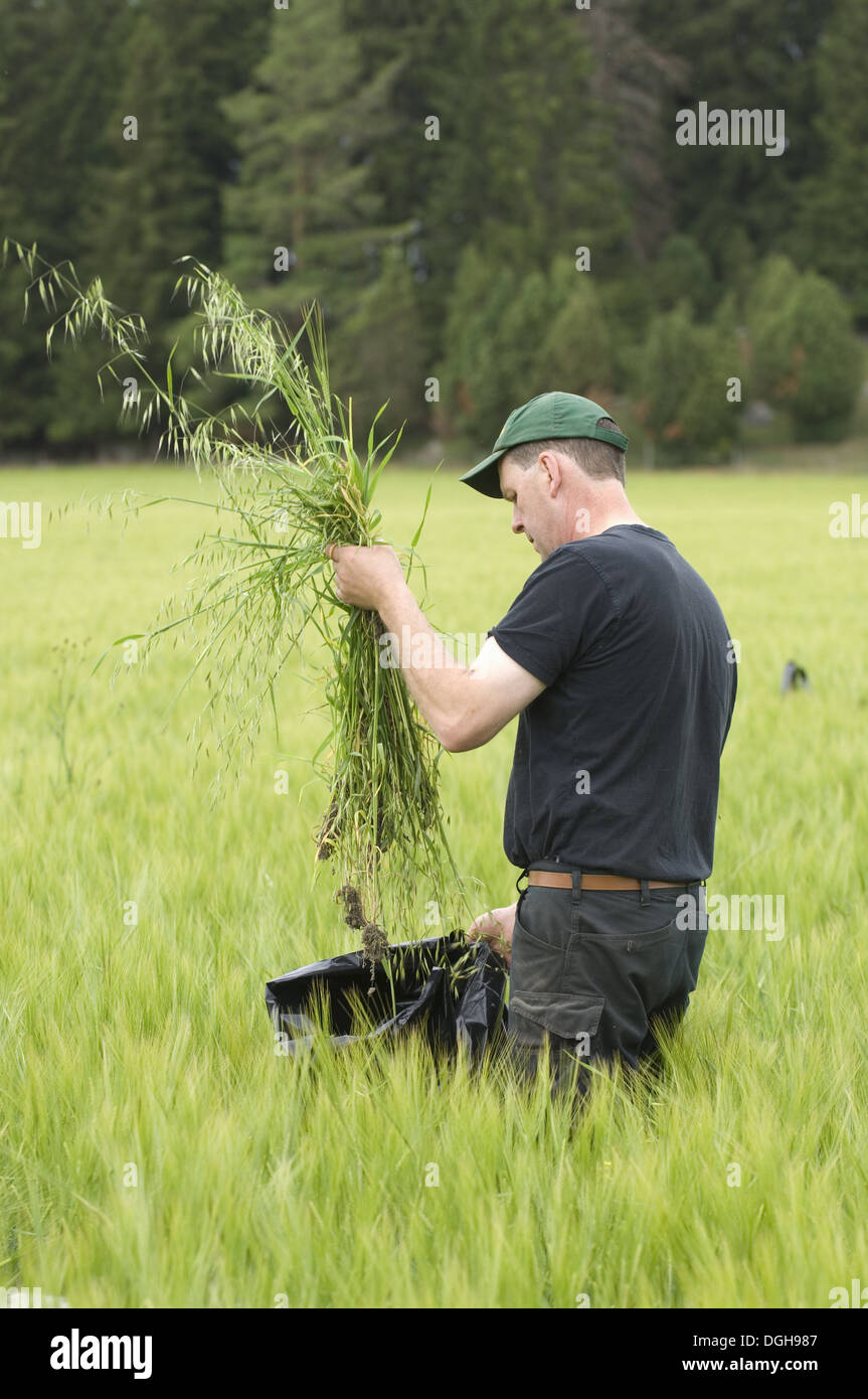 Farmer pulling Wild Oats (Avena sp.) weeds from unripe Barley (Hordeum vulgare) crop, Sweden Stock Photo