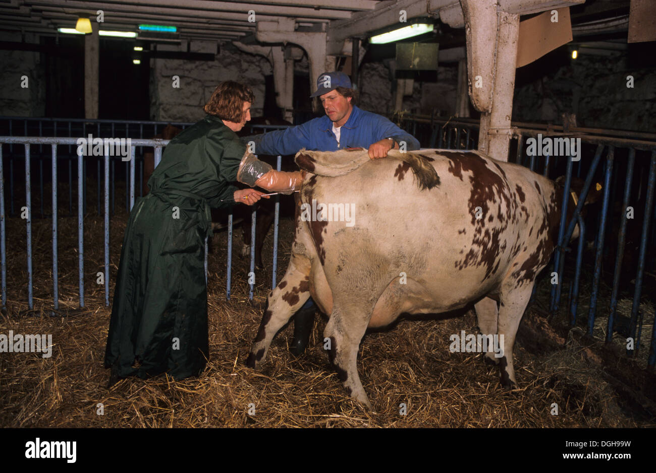 Cattle farming, specialist worker preforming artificial insemination on cow, Sweden Stock Photo