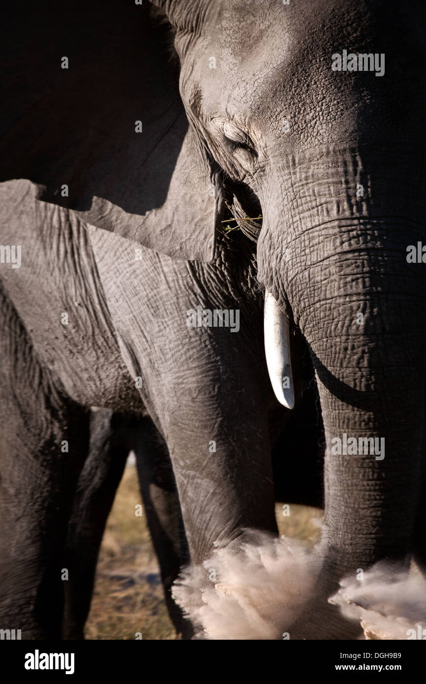 An elephant kicking up dust Stock Photo