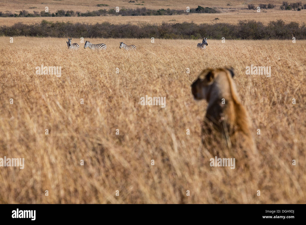 lioness watching zebras in the Masai Mara Stock Photo