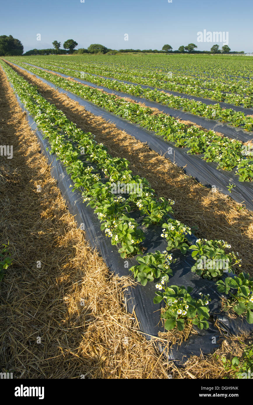 Strawberries fragaria sp hires stock photography and images Alamy