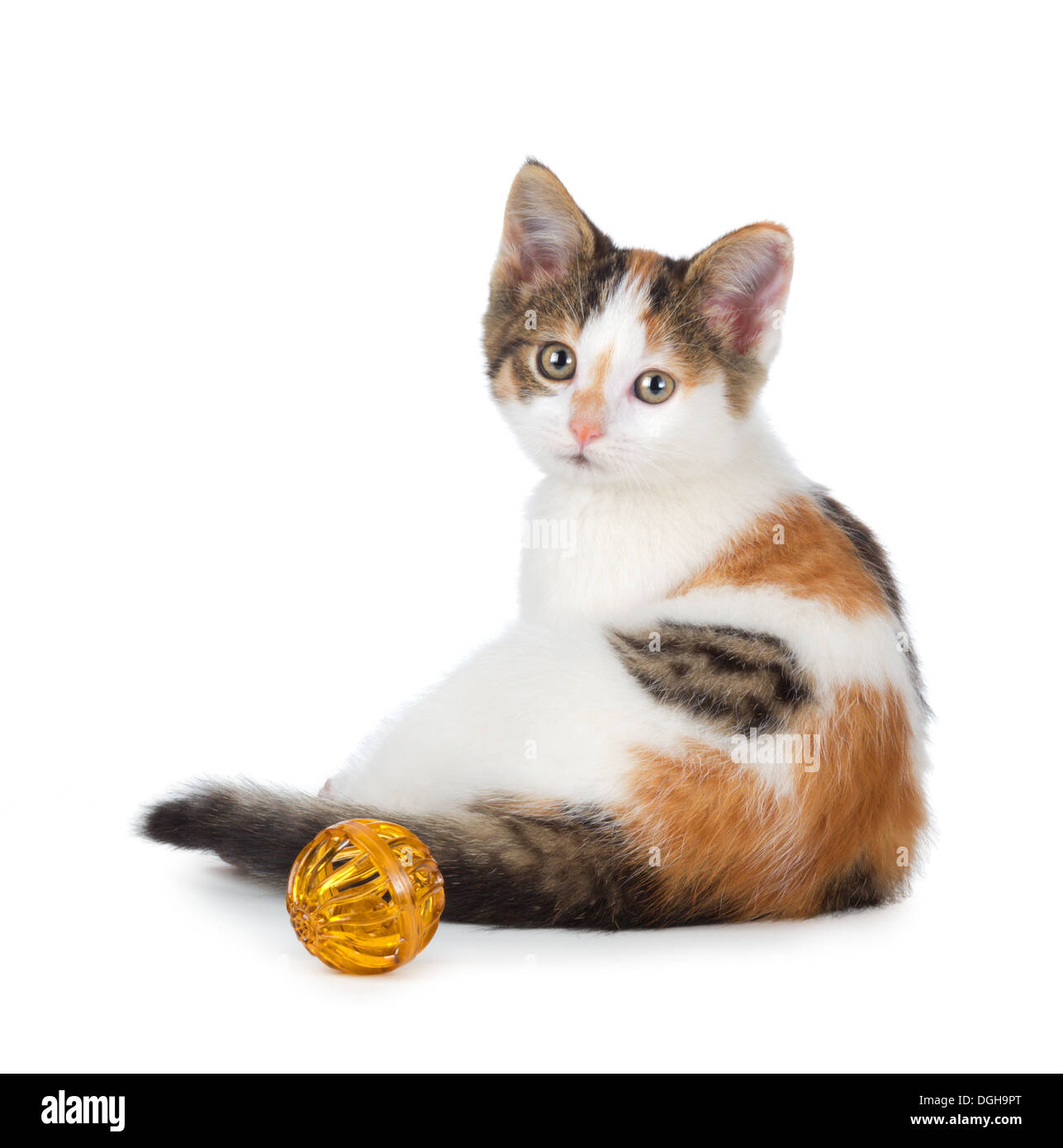 Cute Calico Kitten Sitting Next To A Toy Isolated On White Stock