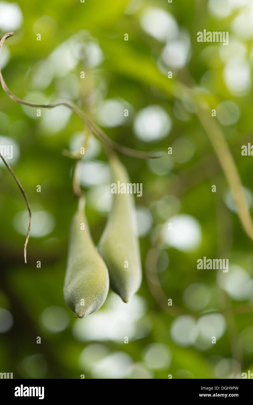 Couple mature hanging on vine ripe downy soft seed pod of pink Wisteria