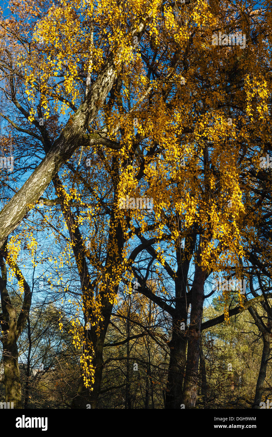 Yellow autumn leaves on thin branches of a birch Stock Photo - Alamy