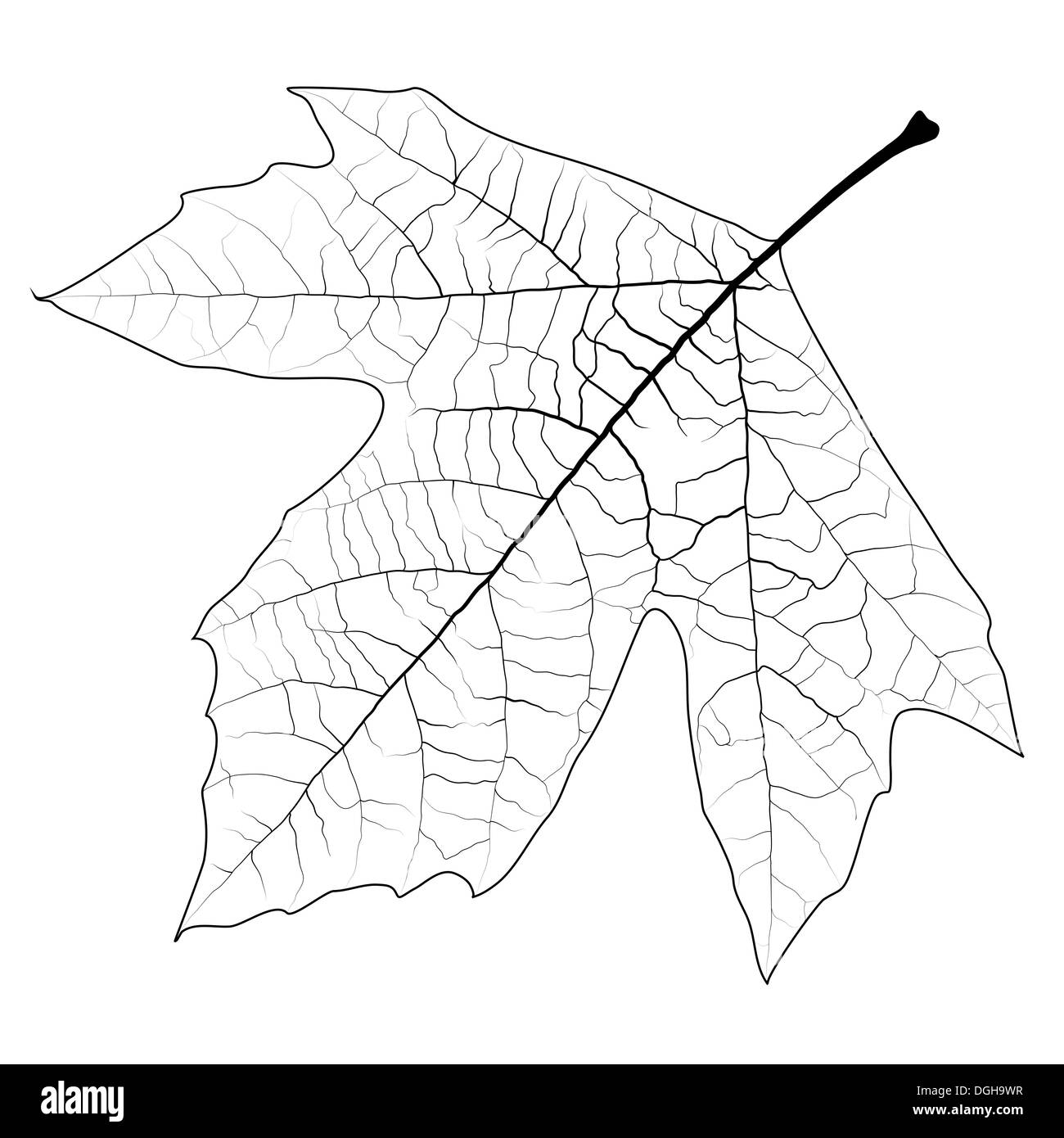 Chinar tree leaf Cut Out Stock Images & Pictures - Alamy