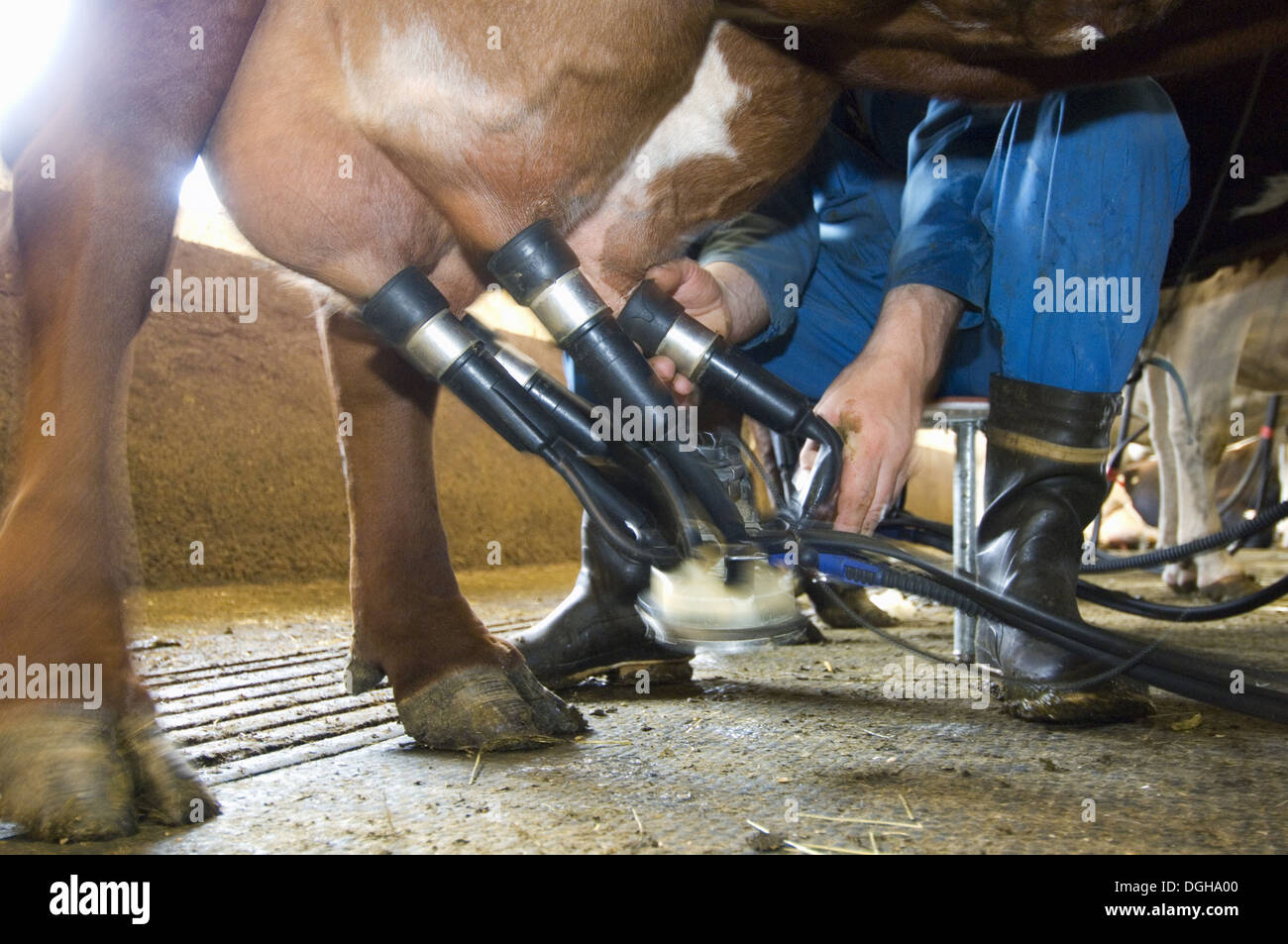 Dairy farmer attaching cluster unit to udder of dairy cow, in milking parlour, Sweden Stock Photo