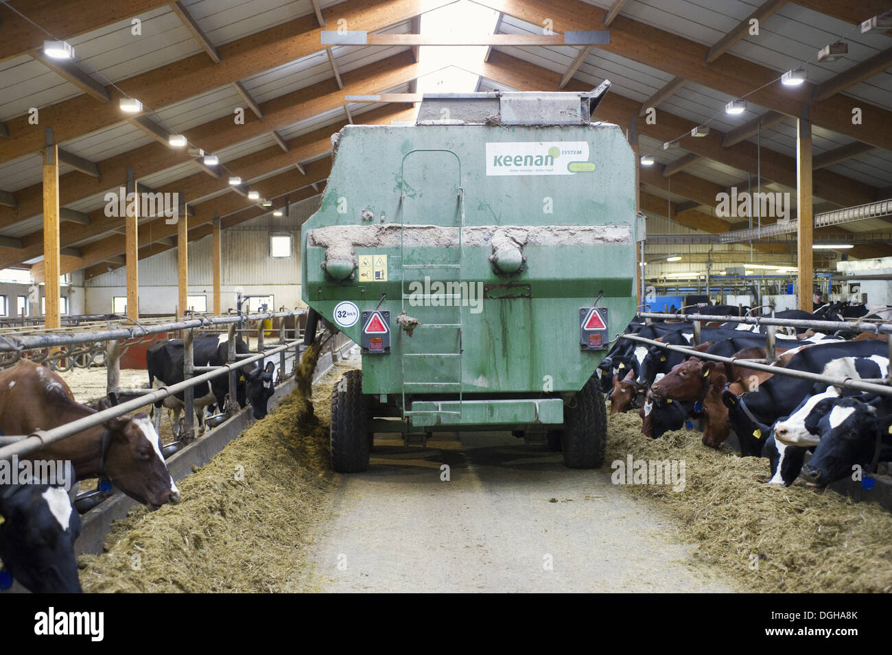 Dairy farming dairy herd cows feeding on silage unloaded from tractor with Keenan  mixer feeder wagon in loose housing on Stock Photo - Alamy