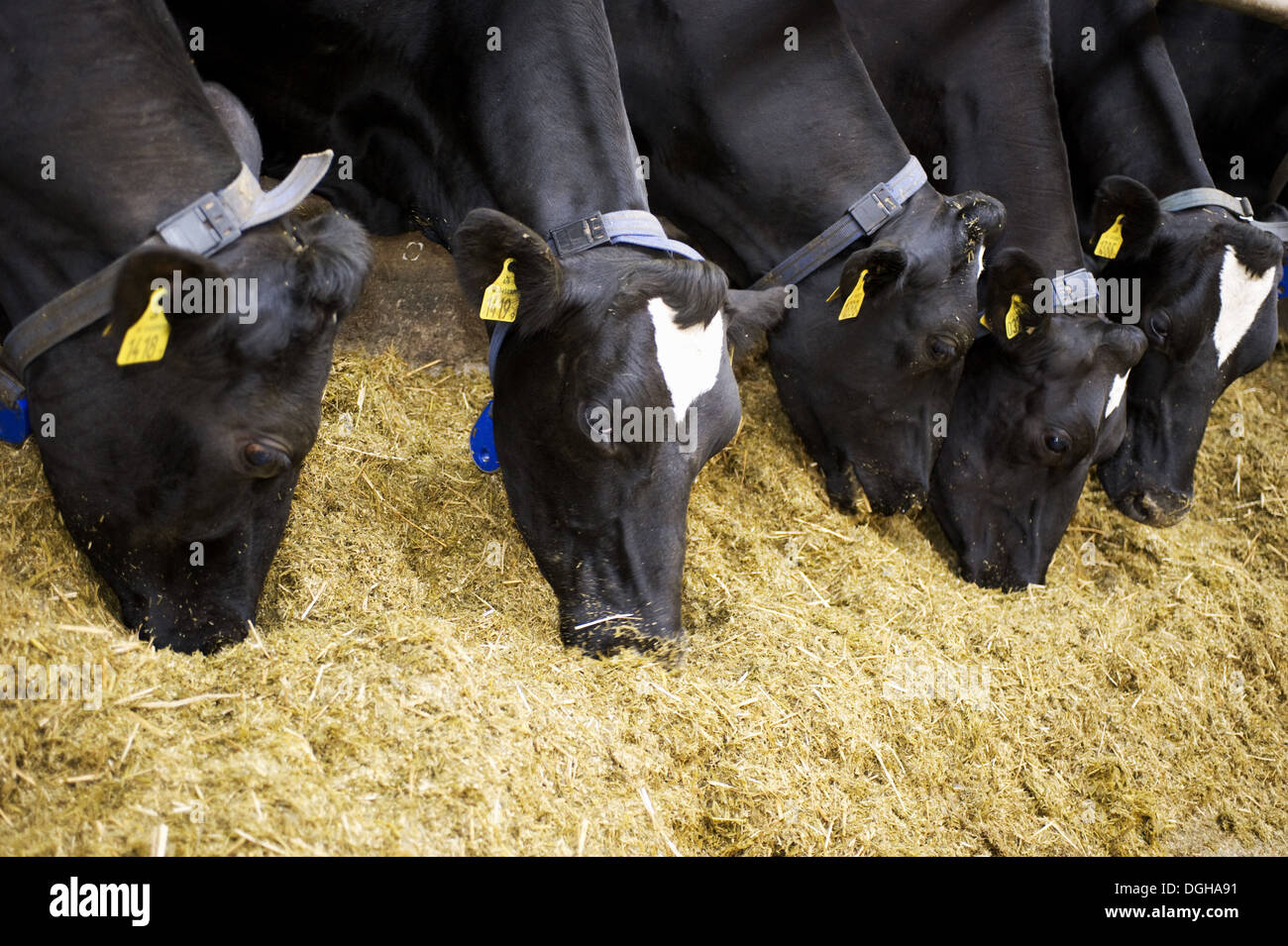 Dairy farming, dairy herd, cows feeding on silage, closeup of heads