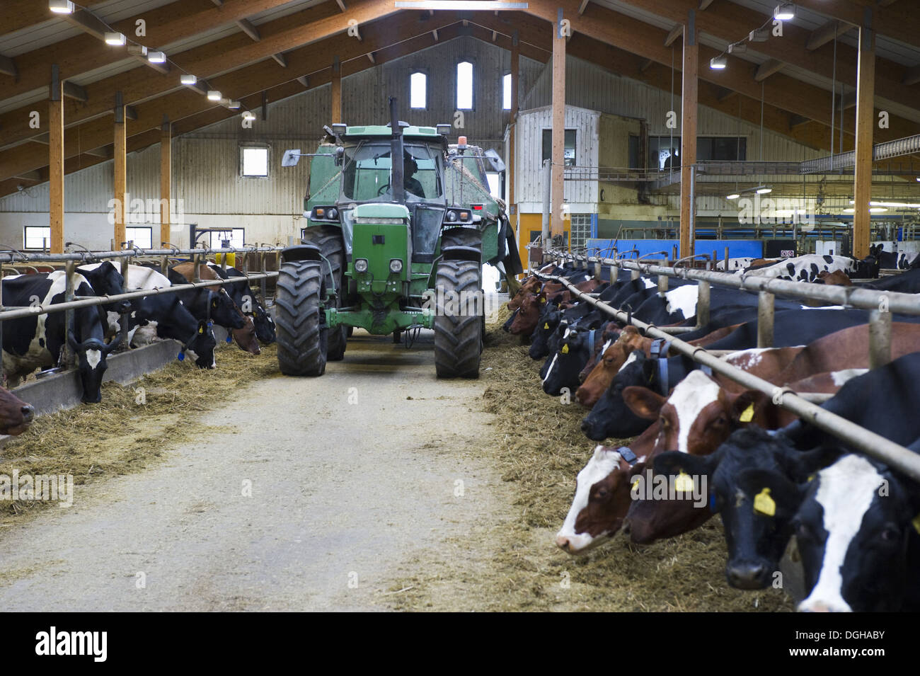 Dairy farming dairy herd cows feeding on silage unloaded from tractor