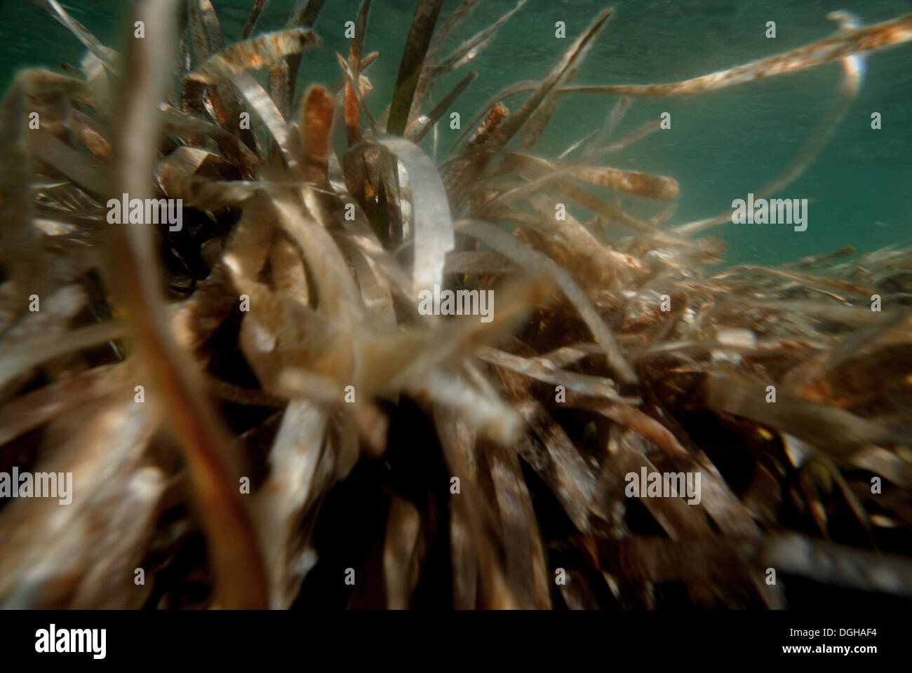 Underwater image of Oceanic Posidonia, Ibiza Stock Photo