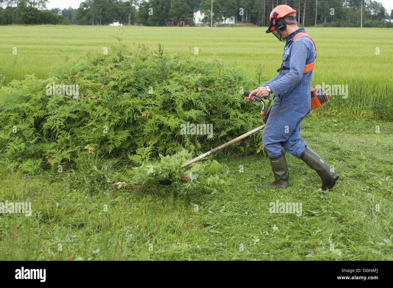 Man using strimmer on farm, cutting back ferns at field edge, Sweden Stock Photo