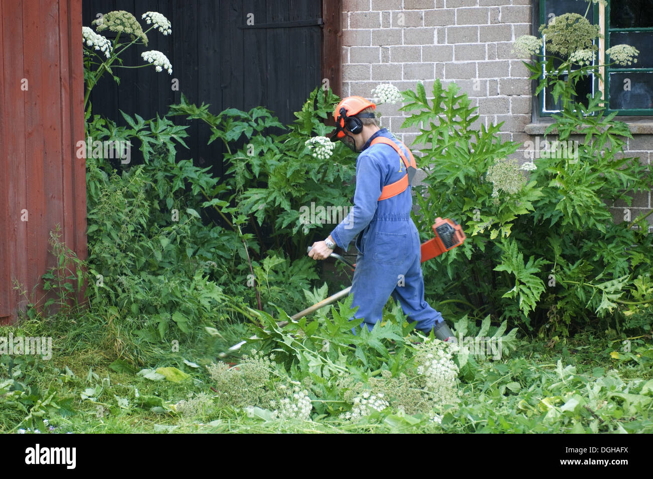 Man using strimmer around farm sheds, cutting back Giant Hogweed (Heracleum mantegazzianum) introduced invasive weed, Sweden Stock Photo