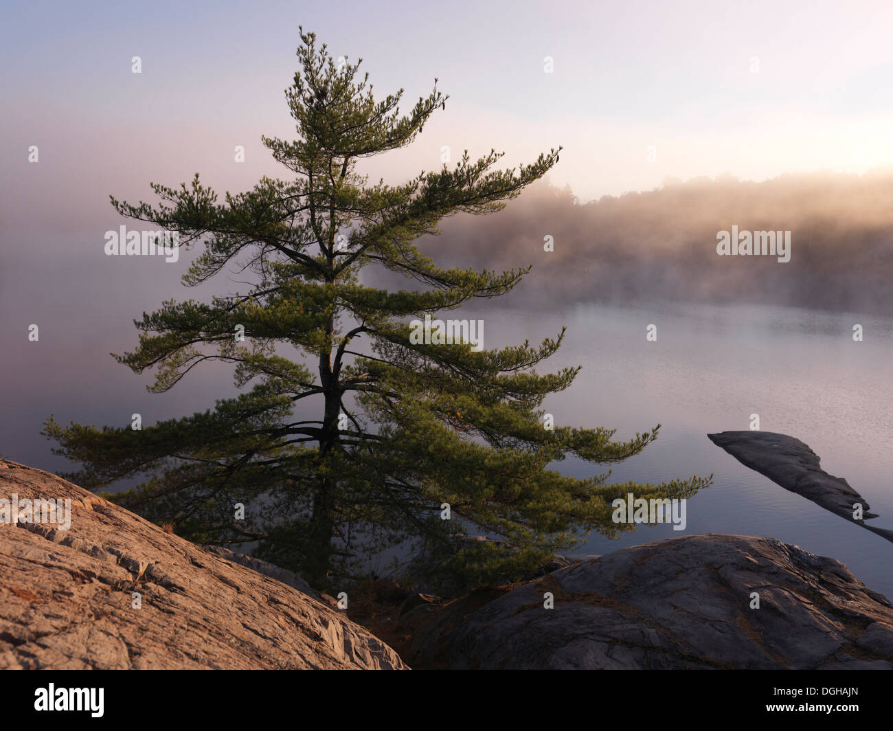 Sunrise nature scenery of a pine tree on a shore of mist covered lake George. Killarney Provincial Park, Ontario, Canada. Stock Photo