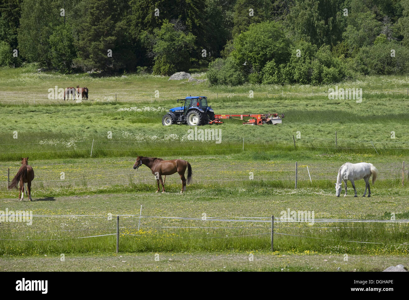 MOWING THE GRASS AND COMPLETING THE HORSE STABLE