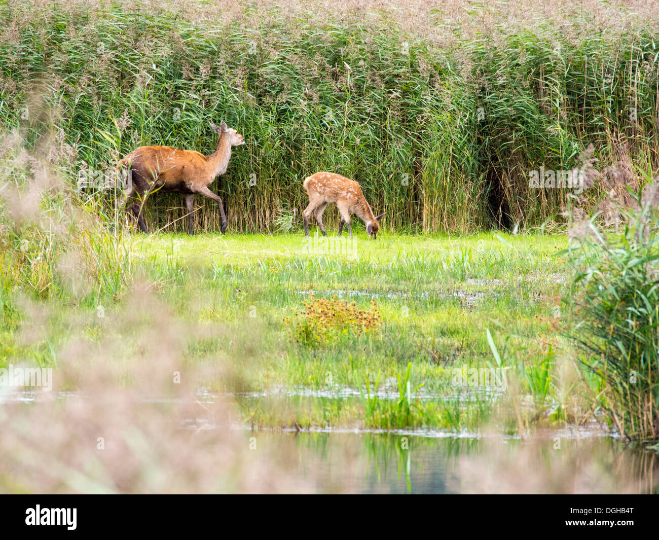 Red Deer and fawn at Leighton Moss RSPB reserve in Silverdale, Lancashire, UK. Stock Photo