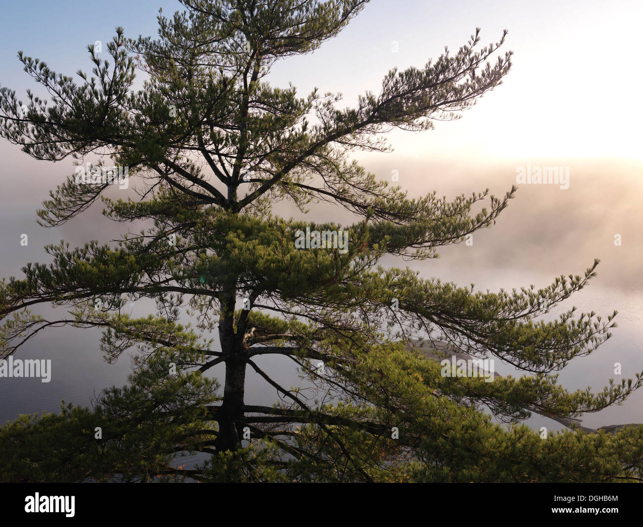 Sunrise nature scenery of an old pitch pine tree on a shore of mist covered lake George. Killarney Provincial Park, Ontario Stock Photo