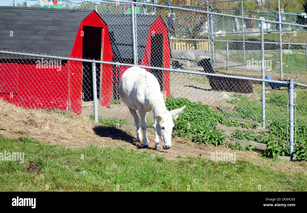 Mule in a farm Stock Photo