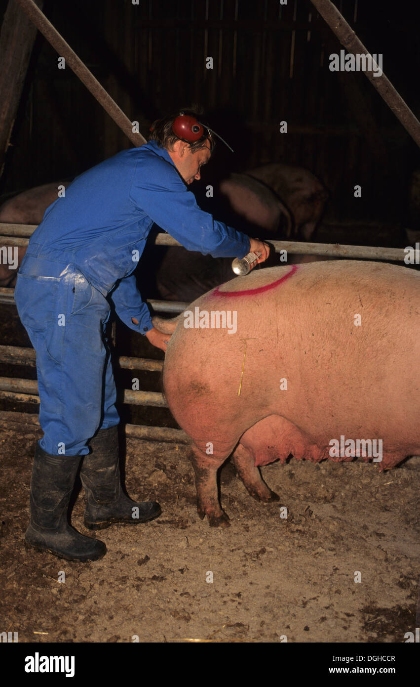 Pig farming, herdsman preforming artificial insemination on Large White sow, marking with spray paint, Sweden Stock Photo