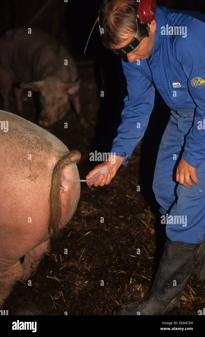 Pig farming, herdsman preforming artificial insemination on Large White sow, Sweden Stock Photo