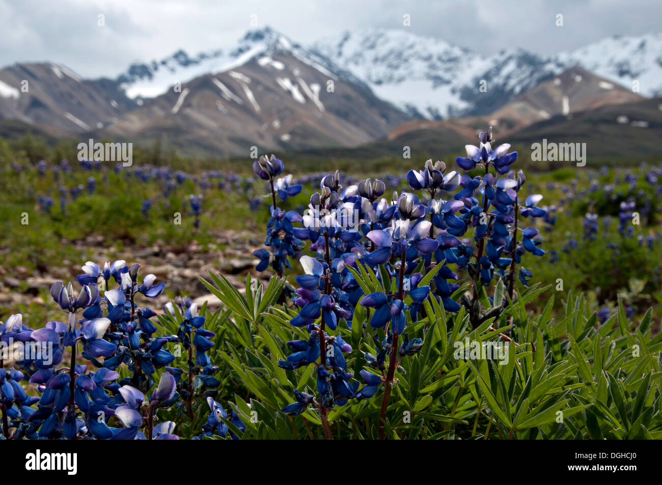 Spring wildflowers in Denali National Park, Alaska Stock Photo