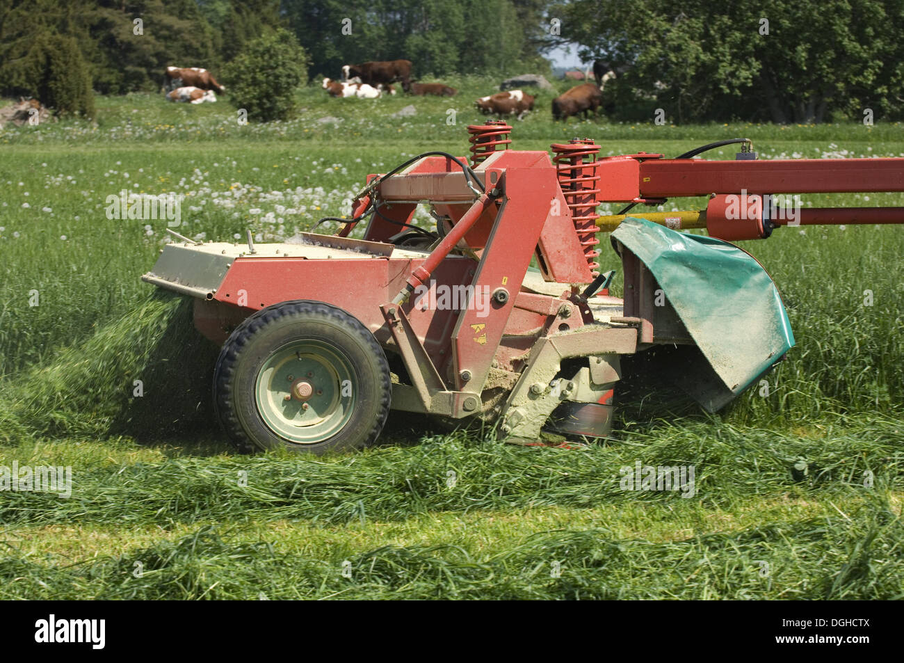 Close-up of mower, cutting grass silage crop, cattle herd in next field, Sweden Stock Photo