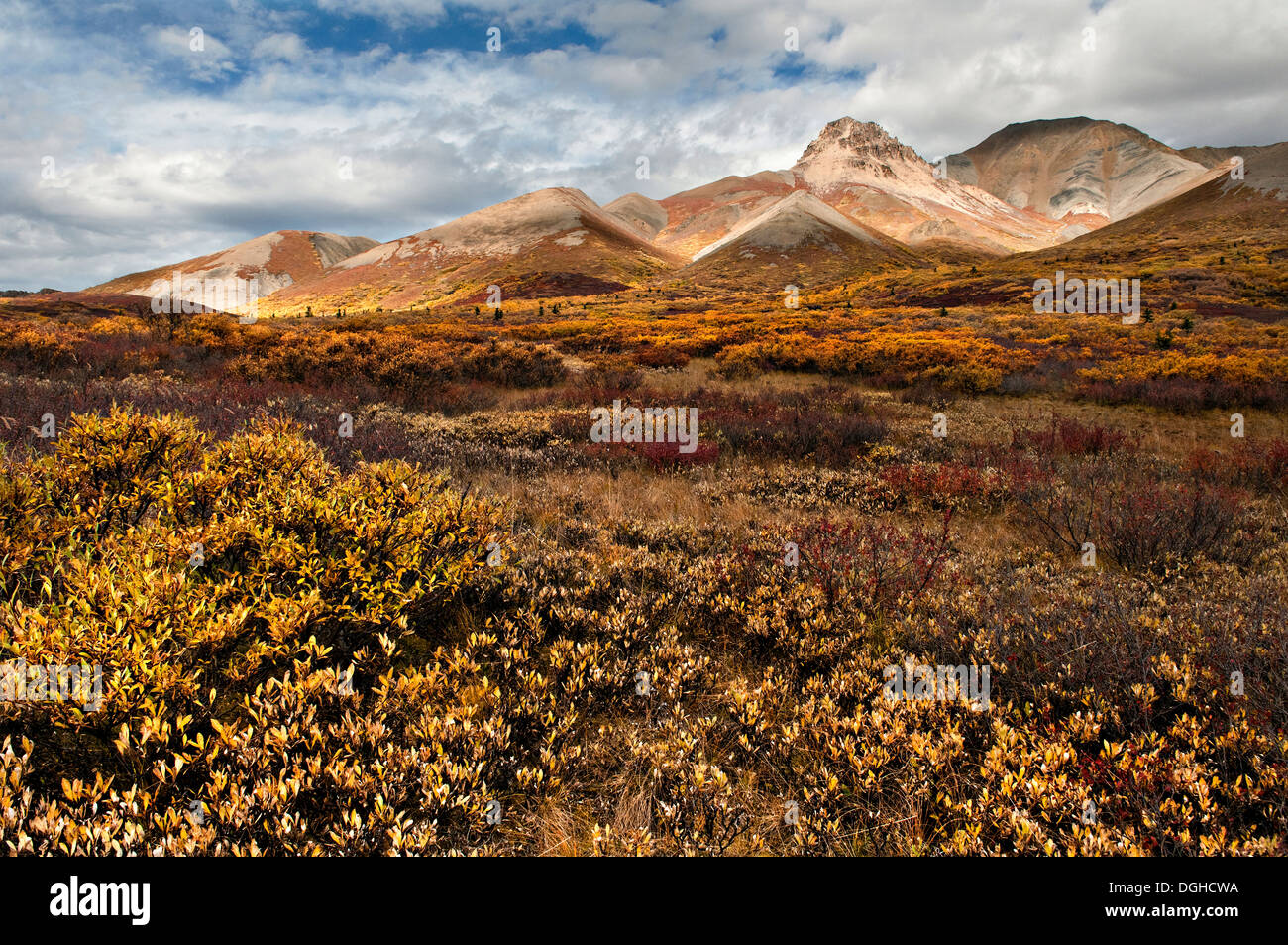 Alaska toklat autumn colors hires stock photography and images Alamy