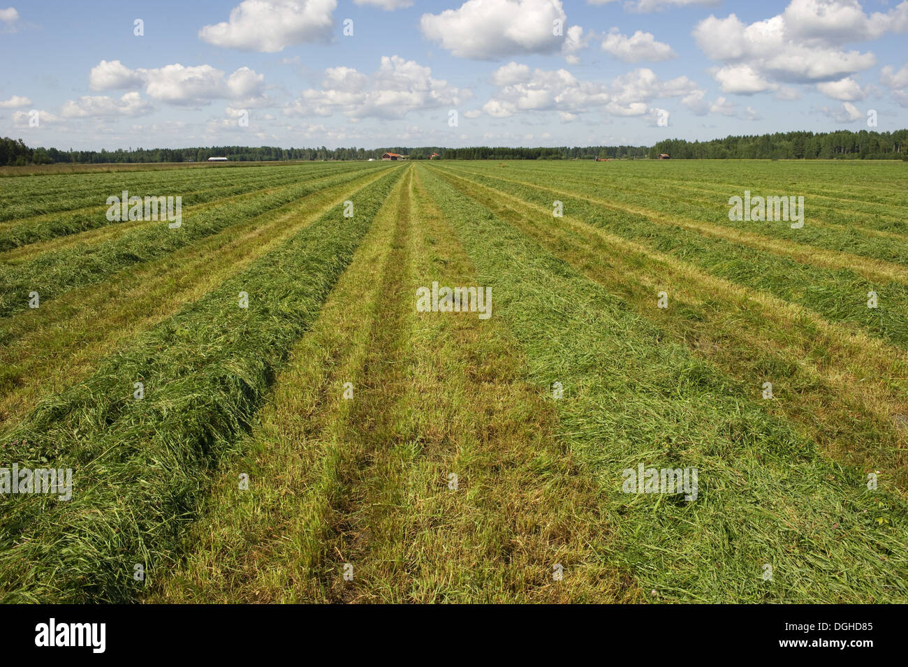 Field cut grass hi-res stock photography and images - Alamy