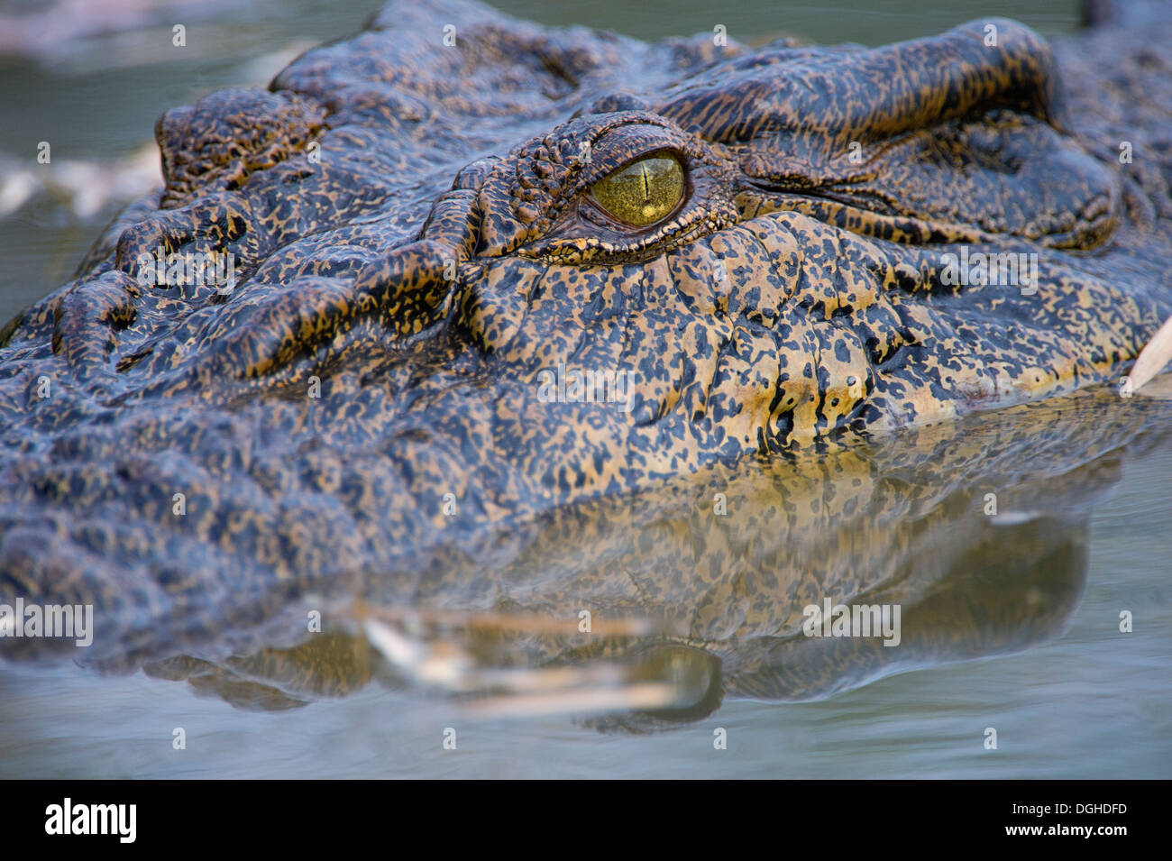Close up of a wild crocodile hunting Stock Photo