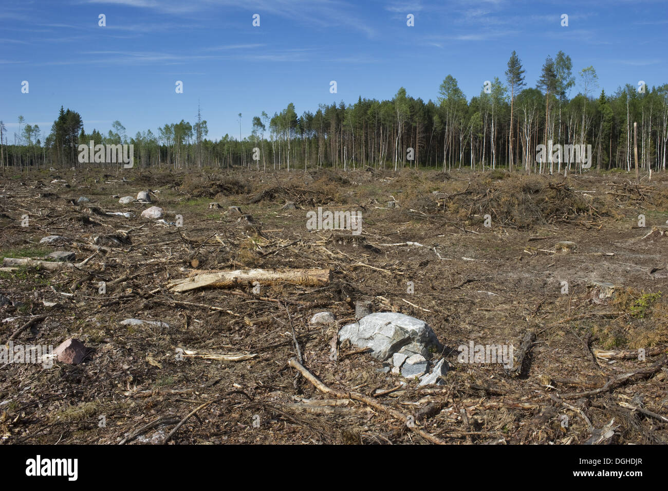 Clear-cut coniferous forest, Sweden, june Stock Photo