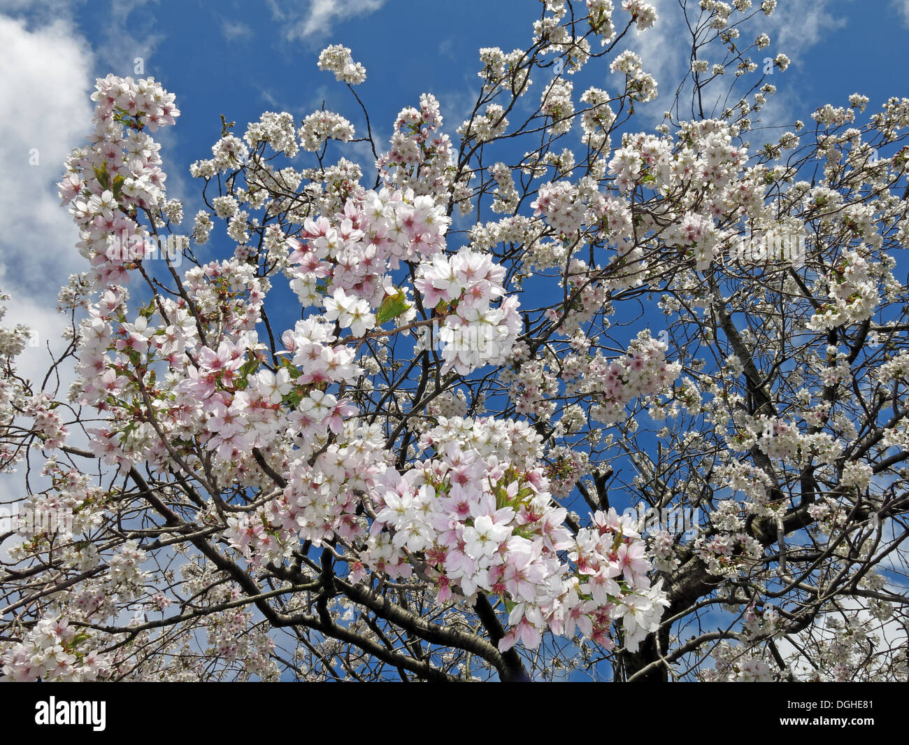 Signs of spring New creme white apple / cherry Blossom flowers against a deep blue sky England Stock Photo