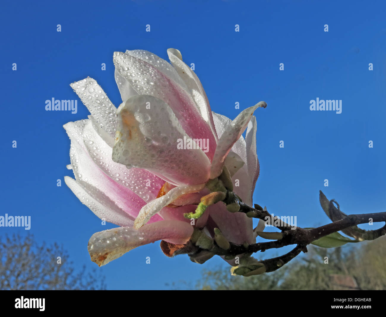 Signs of spring New creme white apple / cherry Blossom flowers against a deep blue sky England Stock Photo