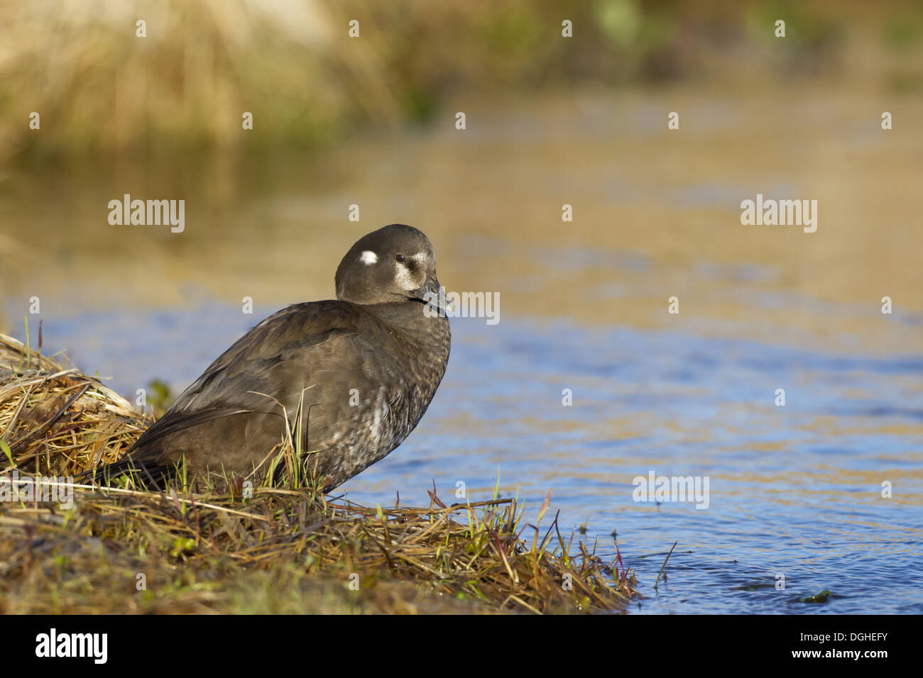 Harlequin Duck (Histrionicus histrionicus) adult female, standing on riverbank, River Laxa, Myvatn, Iceland, May Stock Photo
