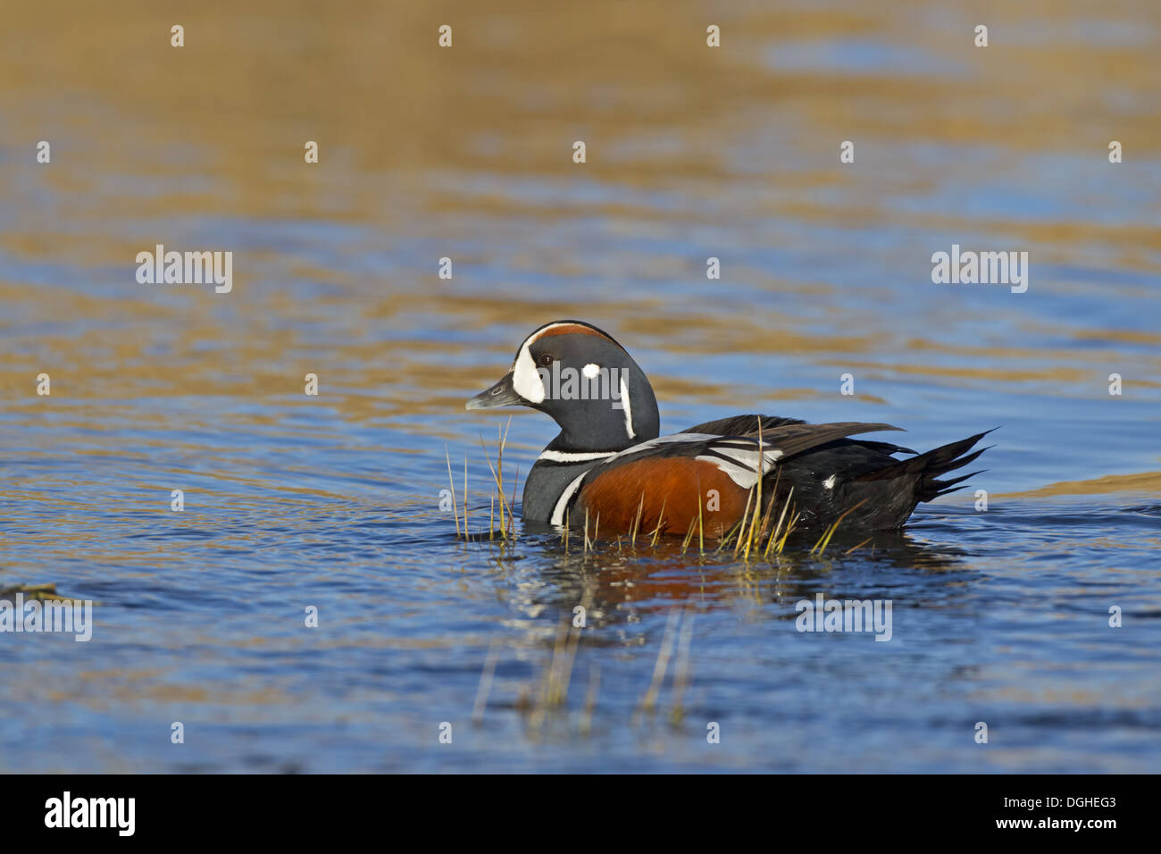 Harlequin Duck (Histrionicus histrionicus) adult male, breeding plumage, swimming on river, River Laxa, Myvatn, Iceland, May Stock Photo