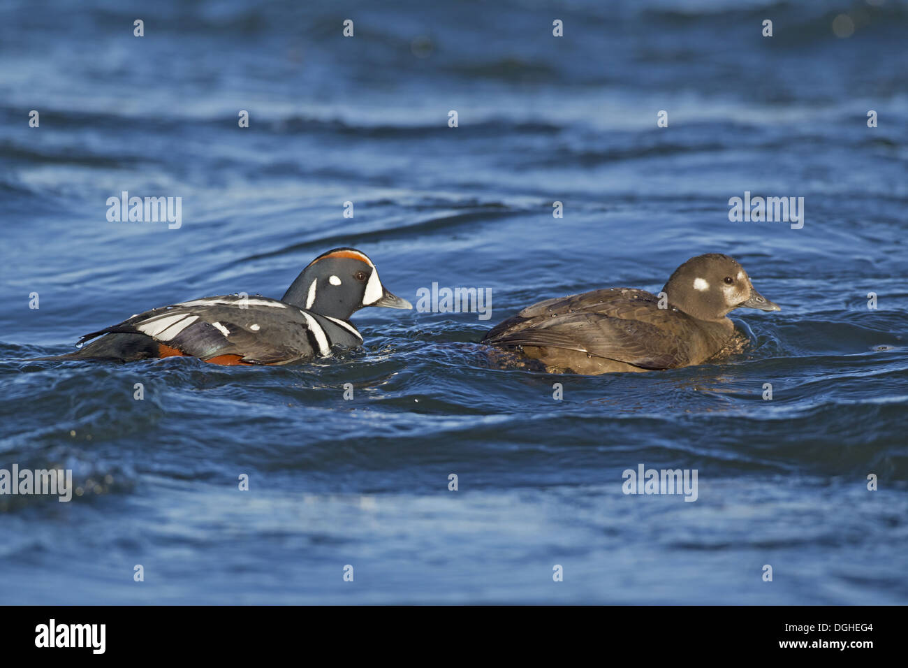 Harlequin Duck (Histrionicus histrionicus) adult pair, breeding plumage, swimming on river, River Laxa, Myvatn, Iceland, May Stock Photo