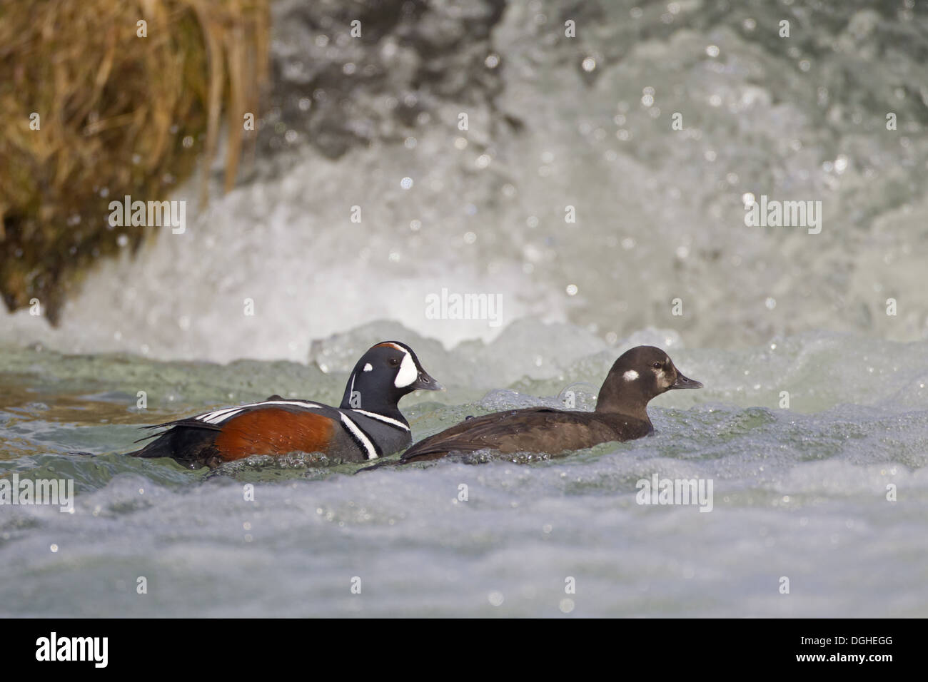Harlequin Duck (Histrionicus histrionicus) adult pair breeding plumage swimming beside waterfall River Laxa Myvatn Iceland May Stock Photo