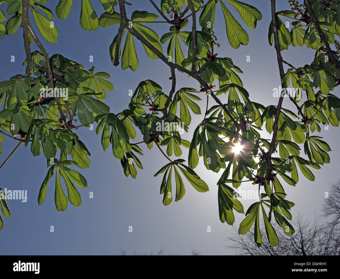 Horse Chestnut with sun behind, Aesculus hippocastanum in spring Stock Photo