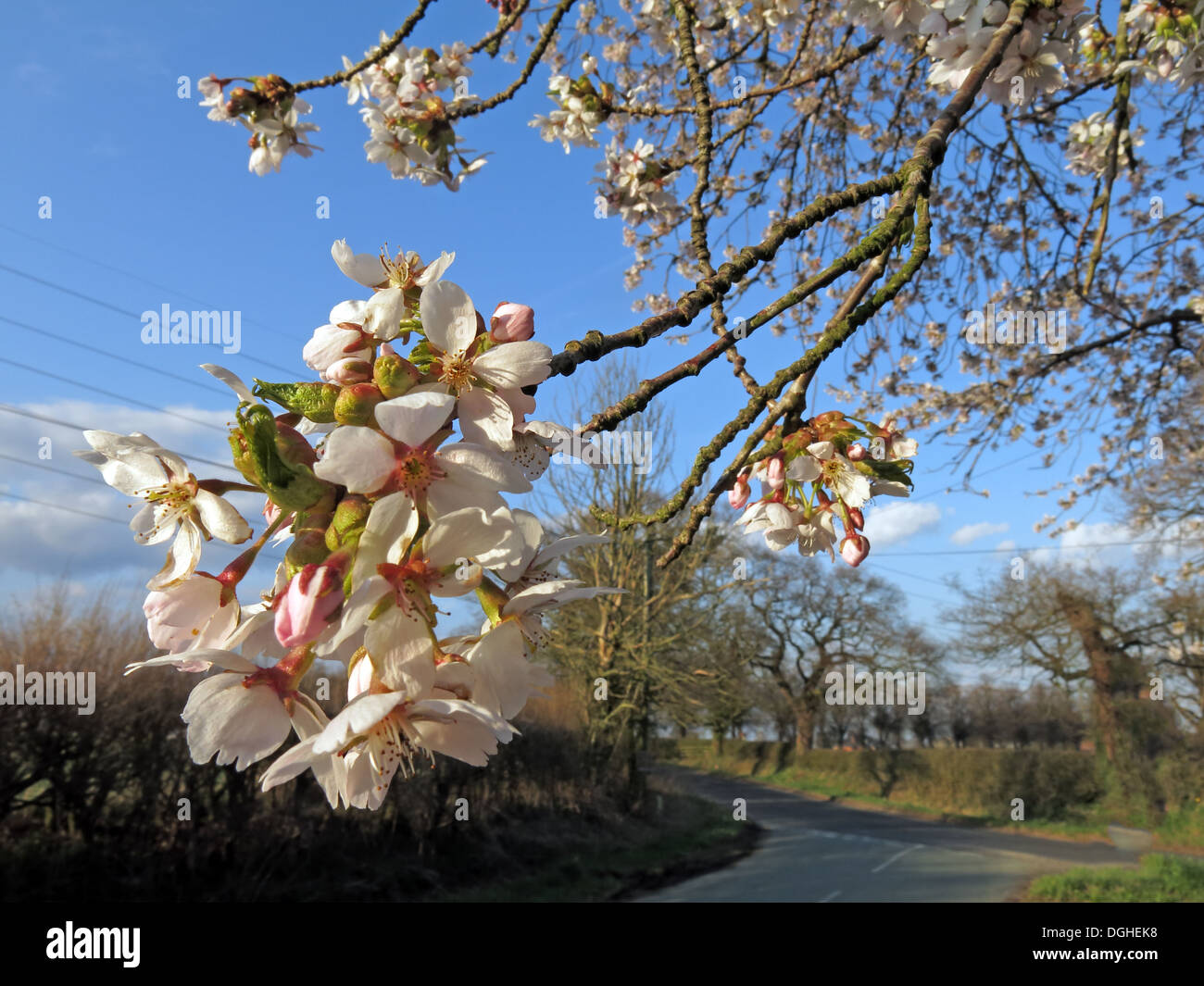 White beautiful English flowers and blossoms of spring UK Stock Photo