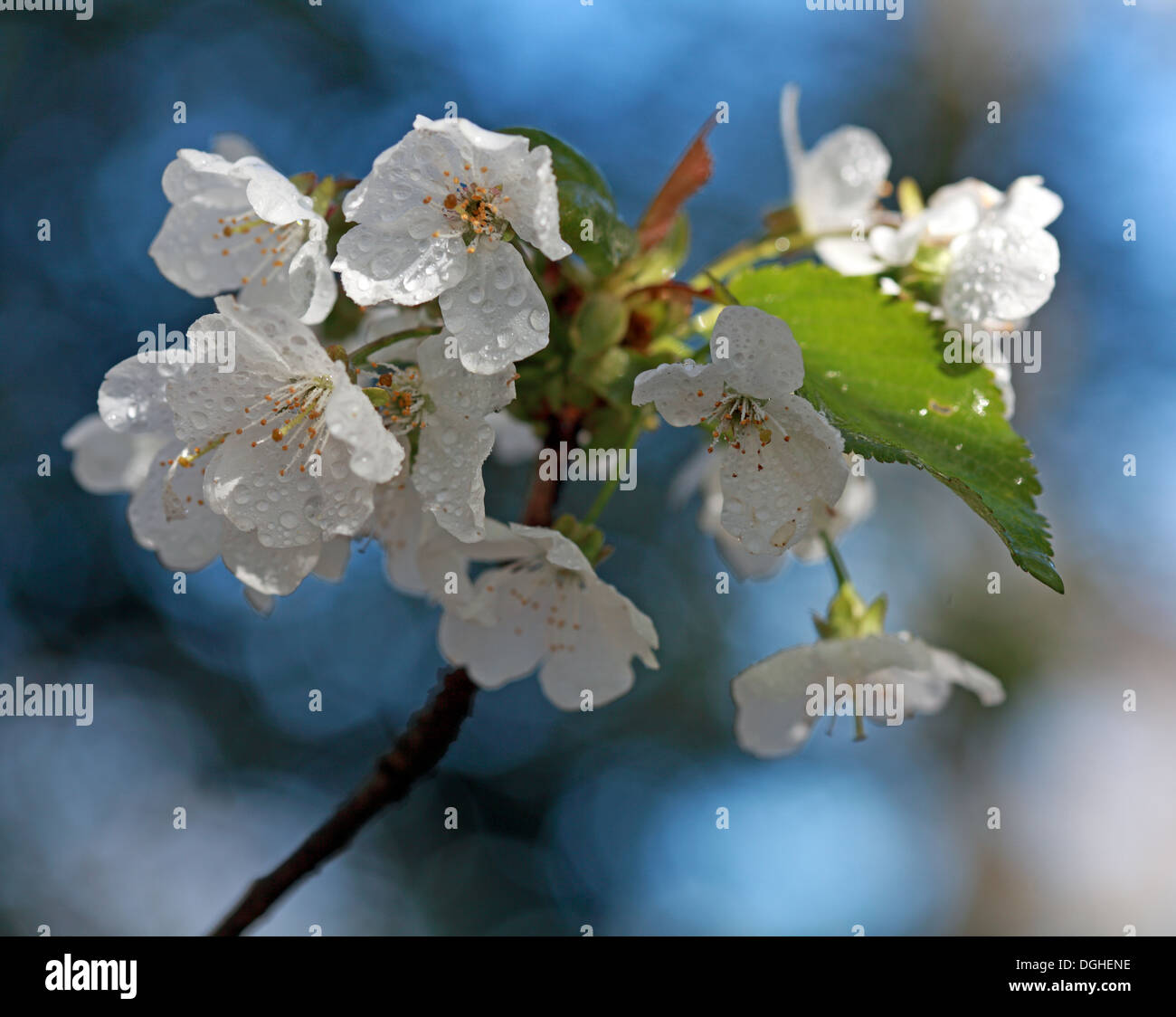 White beautiful English flowers and blossoms of spring UK Stock Photo