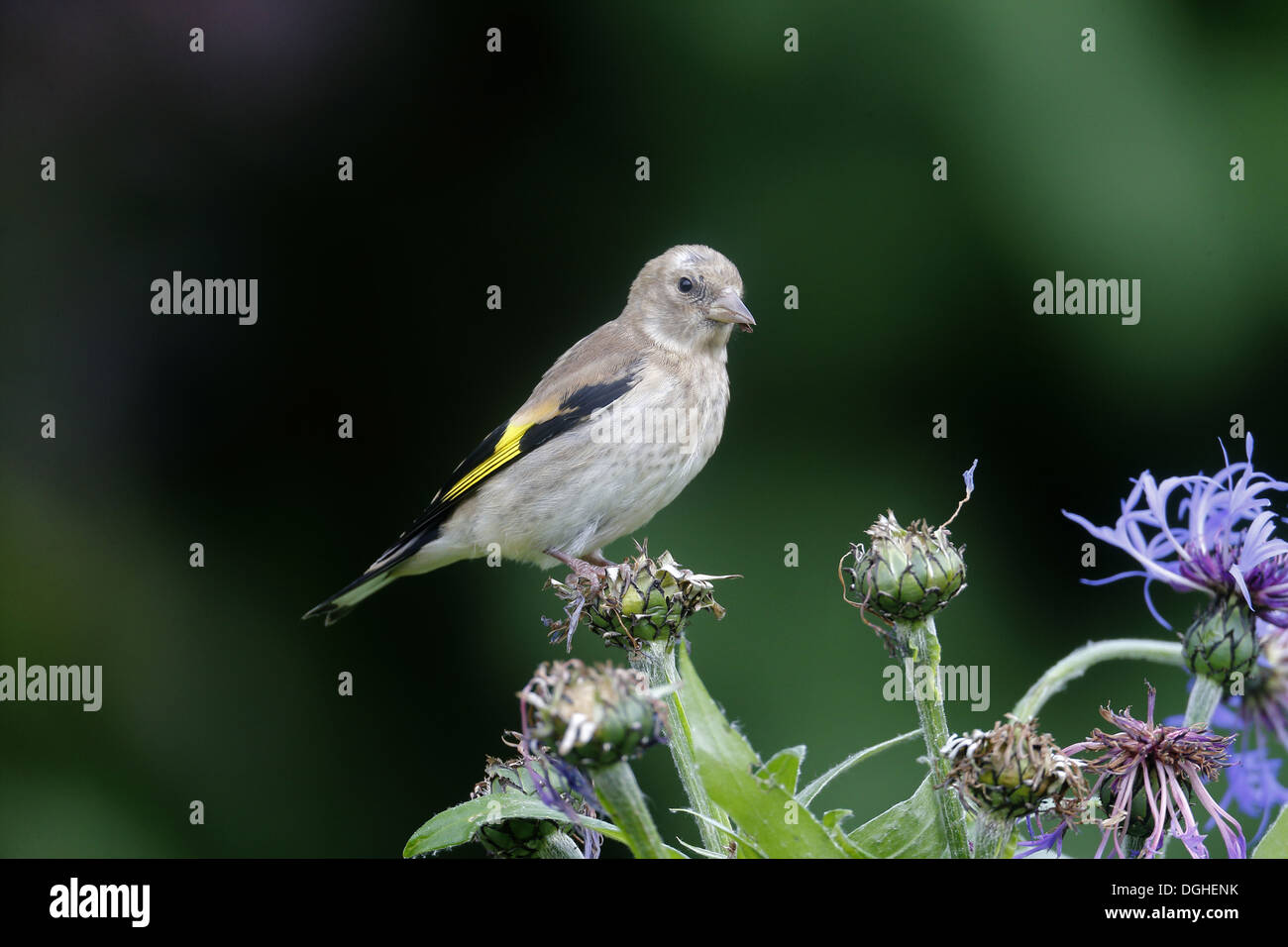 european-goldfinch-carduelis-carduelis-juvenile-feeding-on