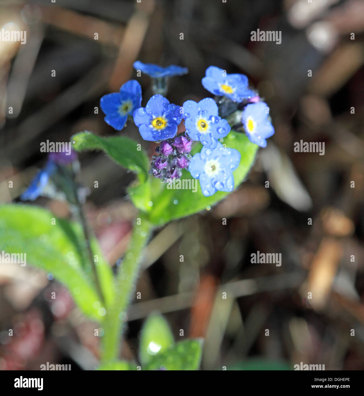 Wood ForgetMeNot, Spring, English wood, Grappenhall, Warrington,England,UK Stock Photo