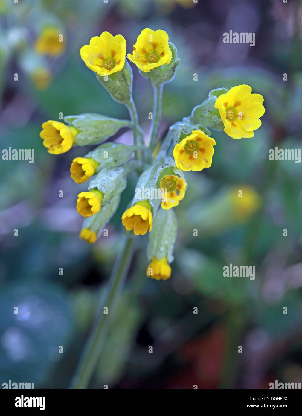 Yellow Spring flowers of Primula Veris in a wood, Cheshire, England, UK Stock Photo