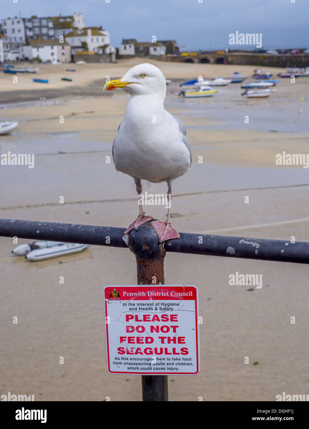 Herring Gull (Larus argentatus) adult breeding plumage standing on